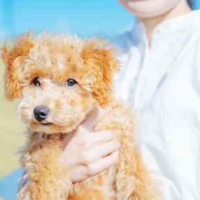 M様（愛犬の飼い主様／トイプードル 12歳）
